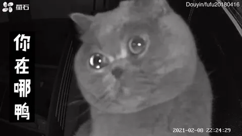 独自在家的猫咪哭了