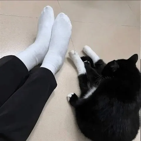 Кот повторяет позу человека