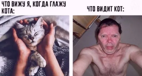Что видит кот
