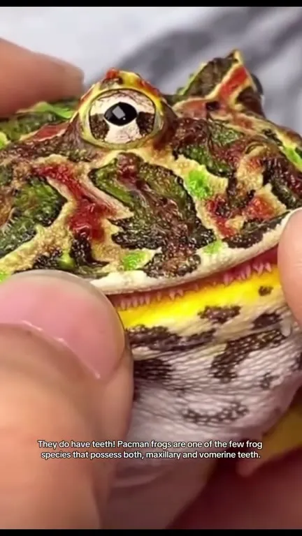 Pacman Frog Has Teeth