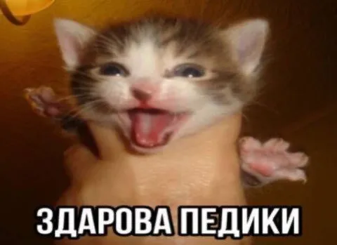 Здарова, педики