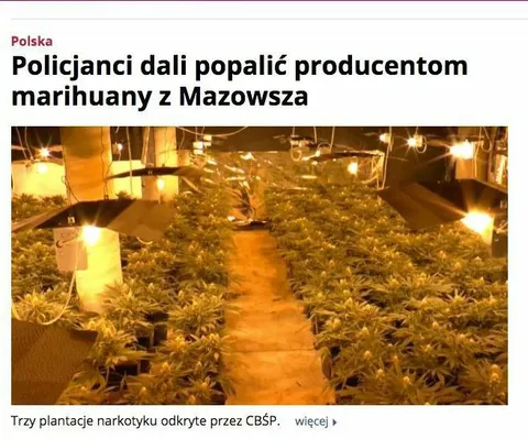 Policjanci dali popalić producentom marihuany
