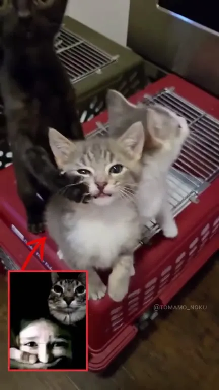 Котята и тихая трагедия