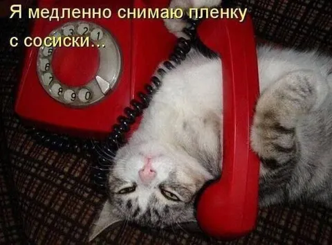 Кот снимает плёнку с сосиски