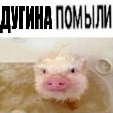 Душина, помыли свинку