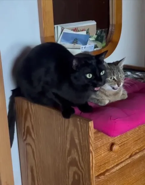 Кот яростно мяукает рядом с другом