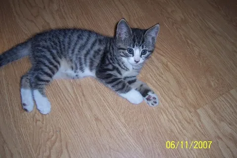 Милый полосатый котёнок