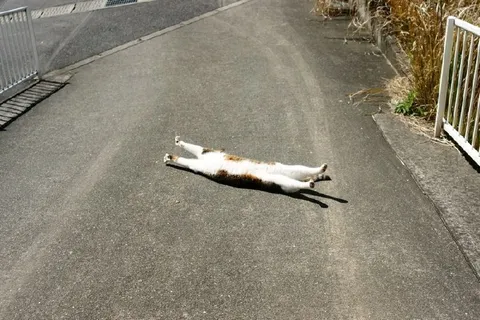 Кот растянулся на дороге
