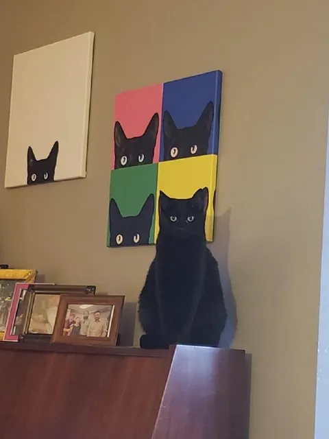 Кот смотрит на портреты котов