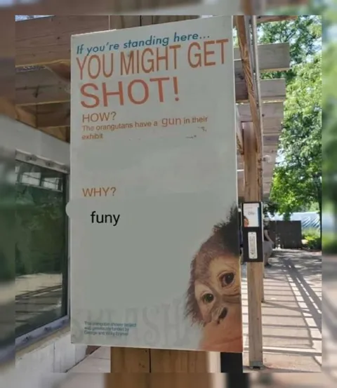 Orangutans Have a Gun