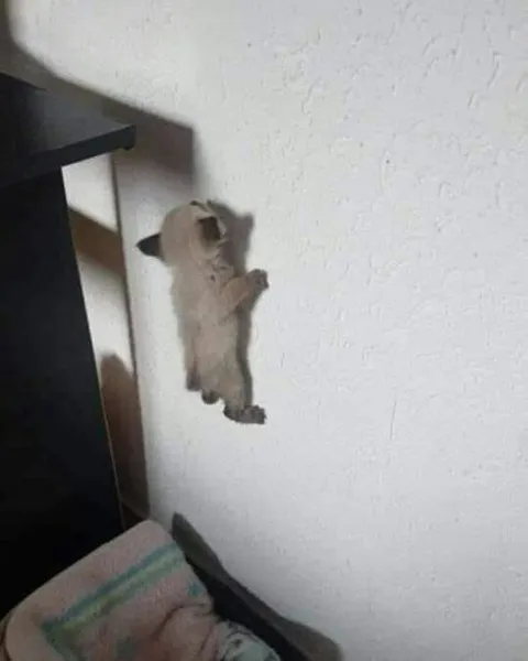 Котёнок лезет по стене