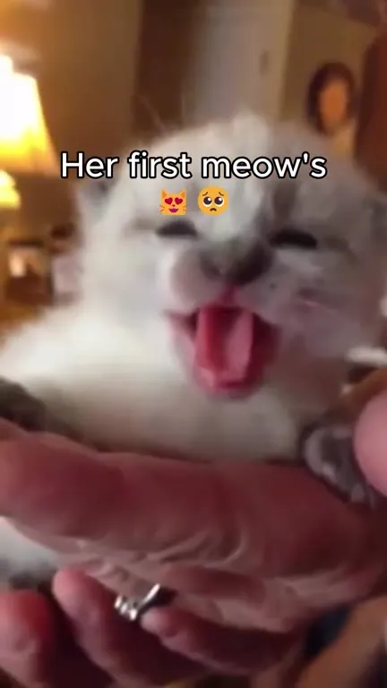 Kitten’s First Meow