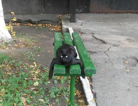 Чёрный кот на лавочке