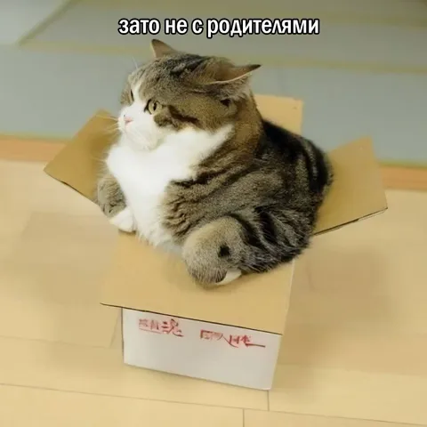 Кот, зато не с родителями