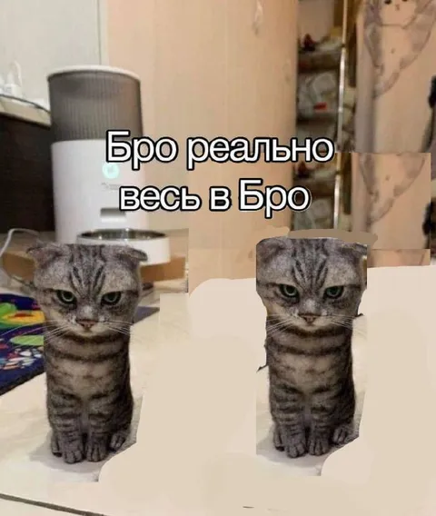 Бро реально весь в бро