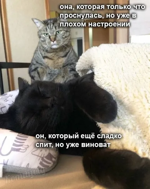 Кошка проснулась в плохом настроении