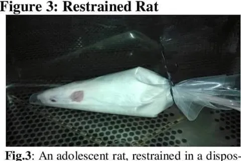 Restrained Rat Figure