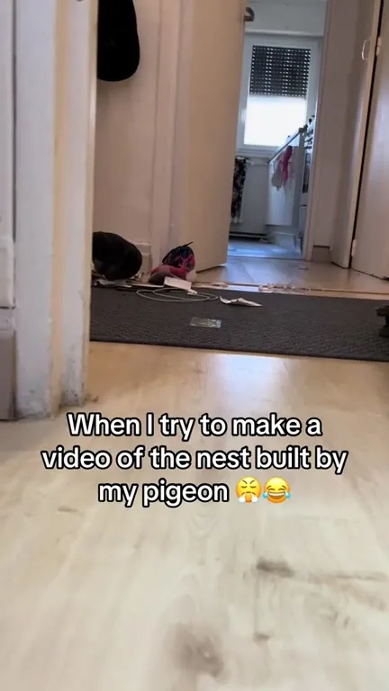 Pigeon Destroys Its Nest Tour