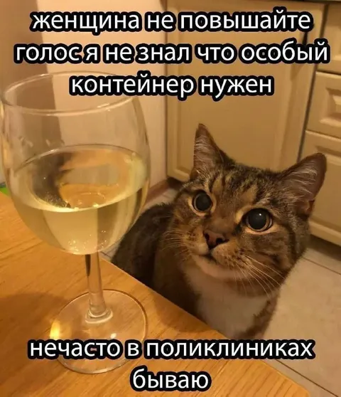 Кот с бокалом вина у врача
