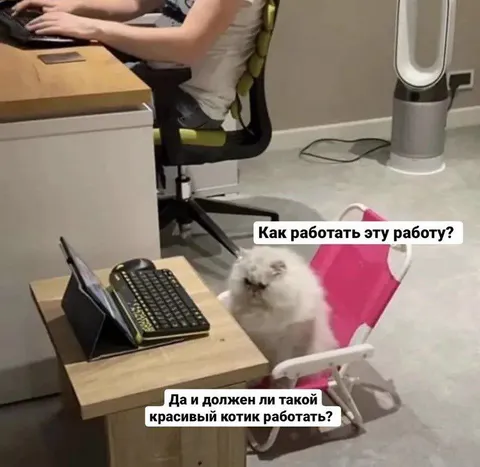 Красивый котик на работе