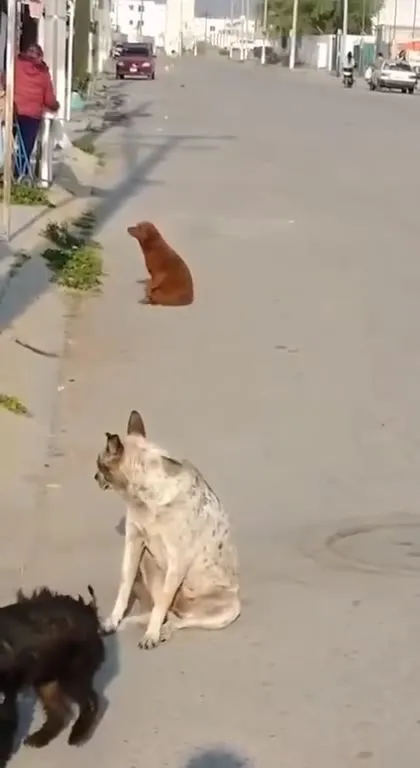 Собаки танцуют под музыку