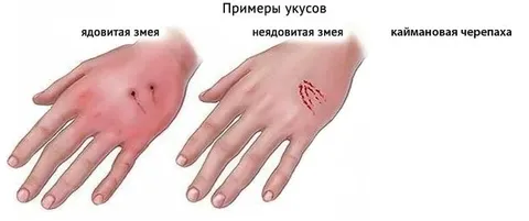 Примеры укусов змей и черепахи