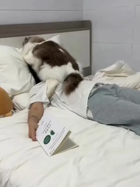 Кот не даст уснуть