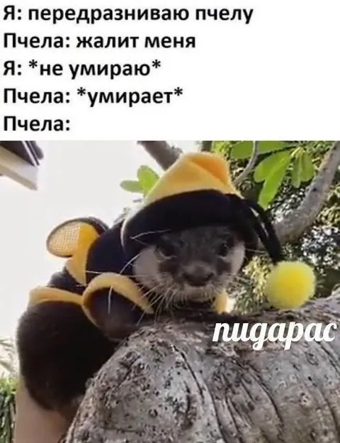 Кот передразнивает пчелу