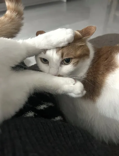Кошка, которая всё терпит