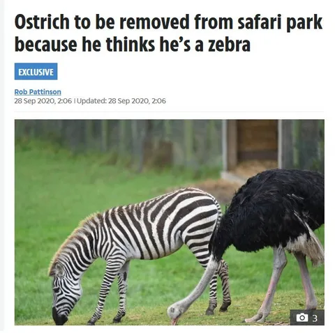 Ostrich Thinks It’s a Zebra