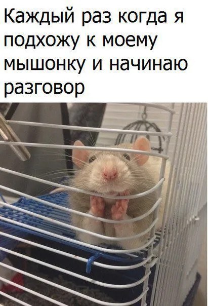Разговор с мышонком
