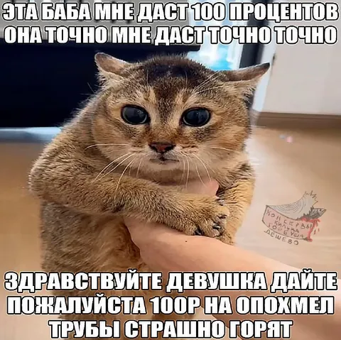 Кот просит 100 рублей