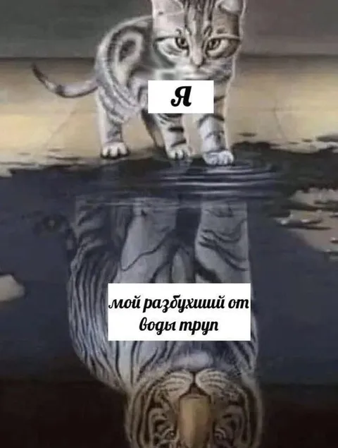 Кот и его разбившийся труп