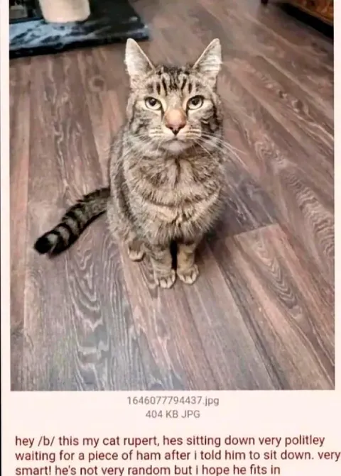 Polite Cat Rupert Waiting for Ham