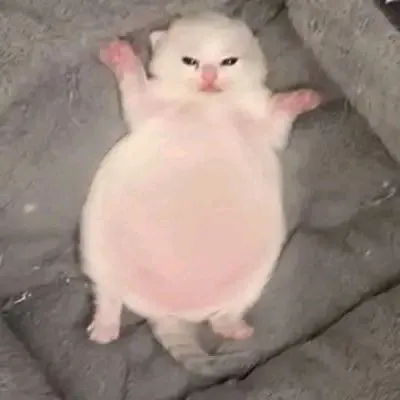 Котёнок лежит на спине