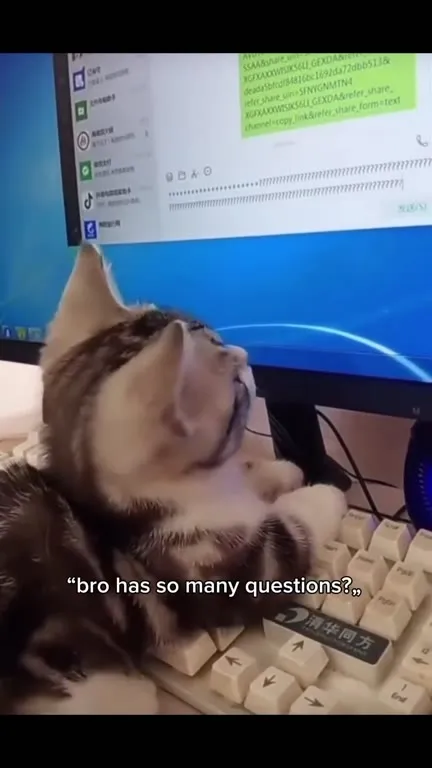 Cat Has Too Many Questions