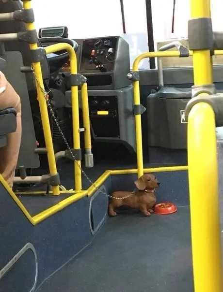 Собака-кондуктор в автобусе