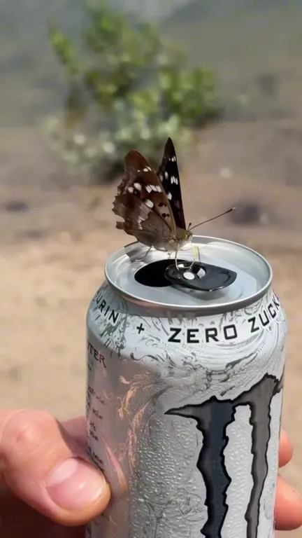 Butterfly Gets Wings From Monster