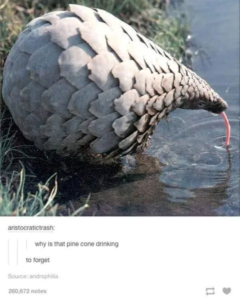 Why Is That Pine Cone Drinking