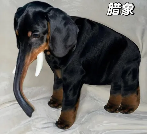 腊象狗狗