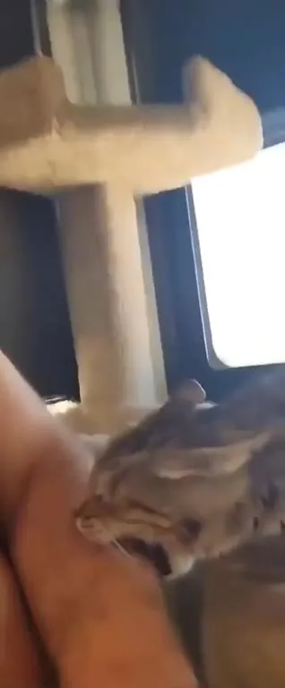 Кот напал на бородача