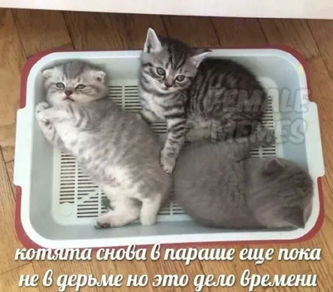Котята снова в параше
