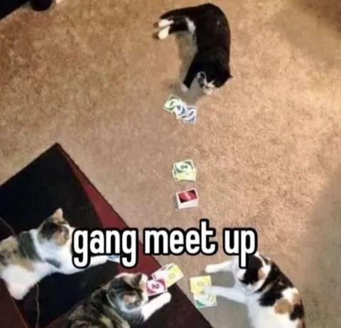 Gang Meet Up Cats