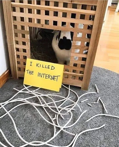 Cat Killed the Internet