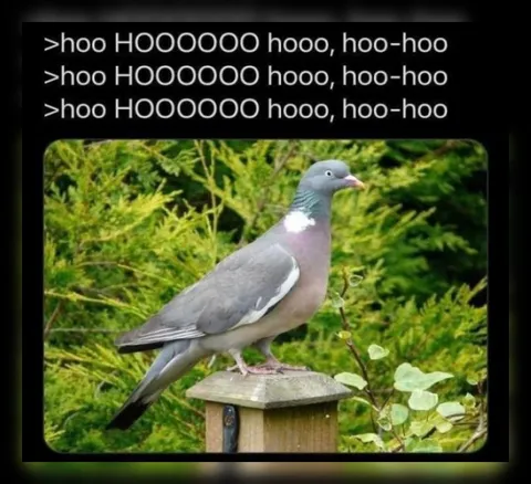 Pigeon HOOOOOO Hoo-Hoo