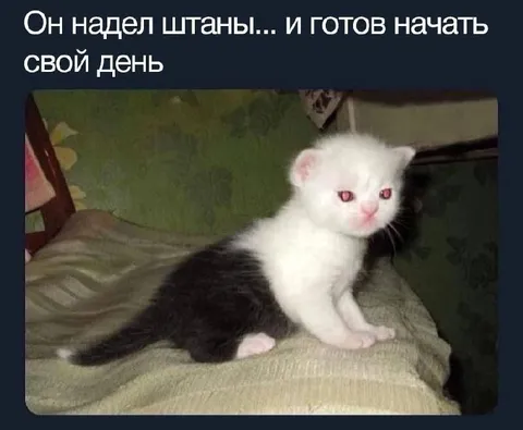 Котёнок готов начать день