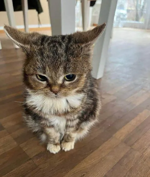 Сердитый кот на полу