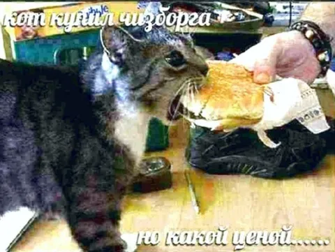 Кот хочет чизбургер