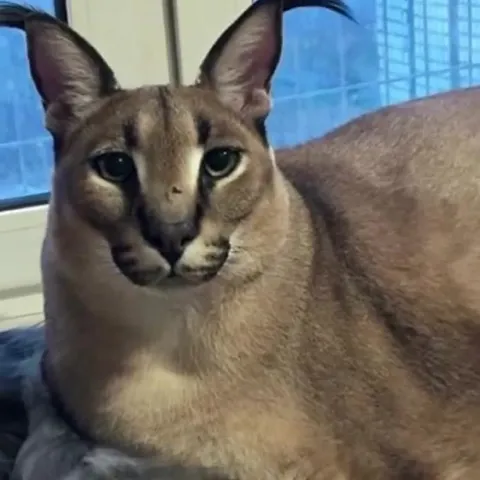 Caracal Got Me