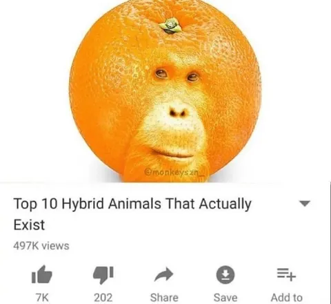 Orange Monkey Hybrid Animal